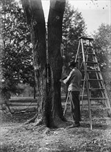 District of Columbia Parks - Tree Surgery, 1911.