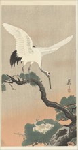 Japanese cranes on branch of pine tree. Private Collection.