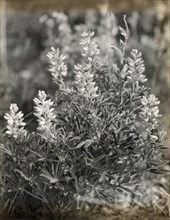 Lupin (lupinus), between 1915 and 1935.