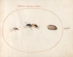 Plate 71: Two Wasps and a Pill Bug, c. 1575/1580.