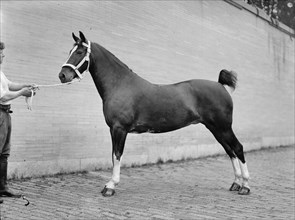 Horse Shows - Mclean, John Roll. His Horses, 1912.