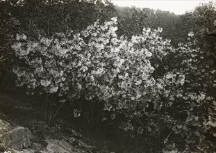 Flowering plant , between 1915 and 1935.