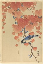 Great tit on paulownia branch, 1925-1936. Private Collection.