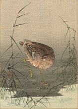 A snipe in a marsh, Between 1900 and 1915. Private Collection.
