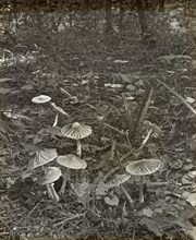 Woodland mushrooms, between 1915 and 1935.