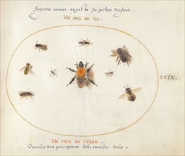 Plate 69: Nine Bees and Other Insects, c. 1575/1580.