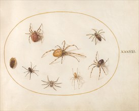 Plate 37: Seven Spiders and an Insect, c. 1575/1580.