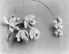 White House orchids, between 1889 and 1906.