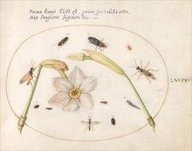 Plate 74: Insects with White Daffodils, c. 1575/1580.