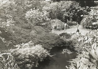 Unidentified garden, between 1920 and 1930. [Pond with heron statues].