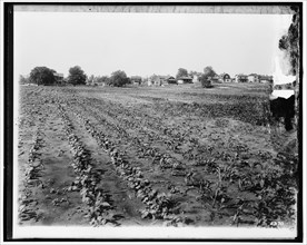 National Emergency Food Garden, between 1910 and 1920. USA. Vegetable garden.
