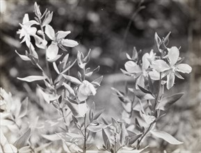 Wildflowers in bloom, between 1915 and 1935.