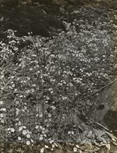Wildflowers in bloom, between 1915 and 1935.
