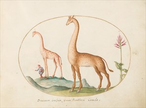 Plate 2: Two Giraffes with an Attendant, c. 1575/1580.