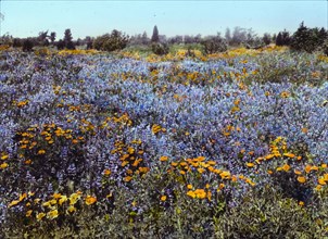 Field of poppies and lupin, California, 1917.