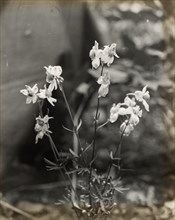 Larkspur (delphinium), between 1915 and 1935.