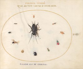 Plate 65: A Cricket Surrounded by Insects, c. 1575/1580.