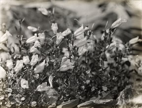 Bell Flower (campanula), between 1915 and 1935.