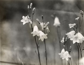 Bell Flower (campanula), between 1915 and 1935.