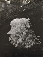 Coral mushroom (romaria) [sic], between 1910 and 1935.