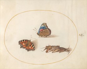 Plate 11: Two Butterflies and a Mole Cricket, c. 1575/1580.