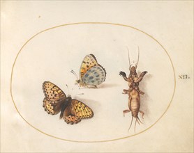 Plate 12: Two Butterflies and a Mole Cricket, c. 1575/1580.