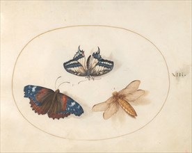 Plate 13: Two Butterflies and a Dragonfly(?), c. 1575/1580.