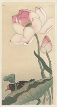 Moorhen with Lotus Flowers, Between 1910 and 1920. Private Collection.