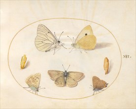 Plate 16: Five Butterflies and Two Chrysalides, c. 1575/1580.