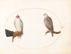 Animalia Volatilia et Amphibia (Aier): Plate V, c. 1575/1580.