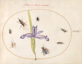 Plate 75: A Fly and Other Insects with an Iris, c. 1575/1580.