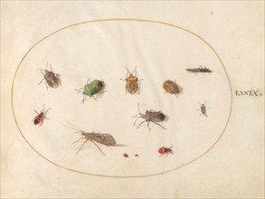 Plate 79: Twelve Insects, Including Shield Bugs, c. 1575/1580.
