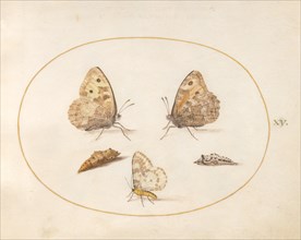 Plate 15: Three Butterflies and Two Chrysalides, c. 1575/1580.