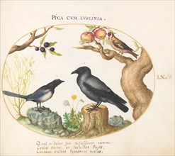 Animalia Volatilia et Amphibia (Aier): Plate LX, c. 1575/1580.