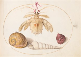 Animalia Aqvatilia et Cochiliata (Aqva): Plate L, c. 1575/1580.