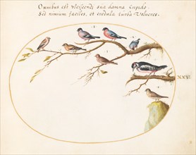 Animalia Volatilia et Amphibia (Aier): Plate XXV, c. 1575/1580.