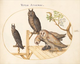 Animalia Volatilia et Amphibia (Aier): Plate LVI, c. 1575/1580.