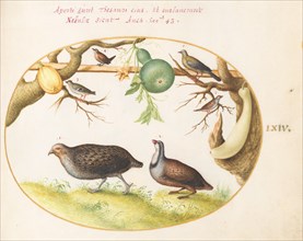 Animalia Volatilia et Amphibia (Aier): Plate LXIV, c. 1575/1580.