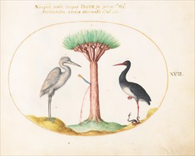 Animalia Volatilia et Amphibia (Aier): Plate XVII, c. 1575/1580.