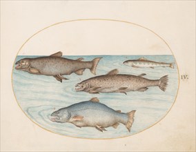 Animalia Aqvatilia et Cochiliata (Aqva): Plate IV, c. 1575/1580.