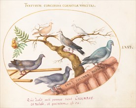 Animalia Volatilia et Amphibia (Aier): Plate LXVI, c. 1575/1580.