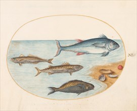 Animalia Aqvatilia et Cochiliata (Aqva): Plate XI, c. 1575/1580.