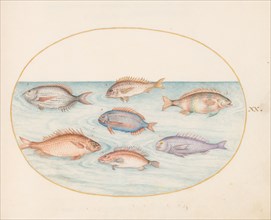 Animalia Aqvatilia et Cochiliata (Aqva): Plate XX, c. 1575/1580.