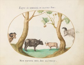 Animalia Qvadrvpedia et Reptilia (Terra): Plate VI, c. 1575/1580.