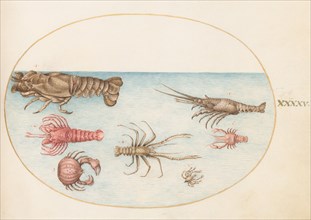 Animalia Aqvatilia et Cochiliata (Aqva): Plate XLV, c. 1575/1580.