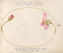 Plate 56: A Rosebud and a Disintegrating Pink Rose, c. 1575/1580.