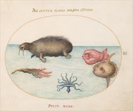 Animalia Aqvatilia et Cochiliata (Aqva): Plate III, c. 1575/1580.