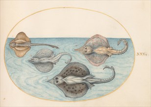 Animalia Aqvatilia et Cochiliata (Aqva): Plate XXX, c. 1575/1580.