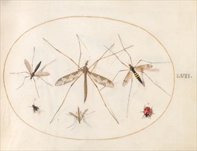 Plate 57: A Ladybug, a Fly, and Four Other Insects, c. 1575/1580.