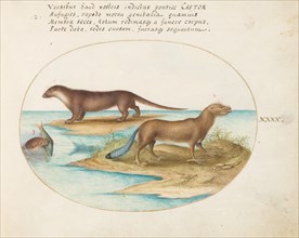 Animalia Qvadrvpedia et Reptilia (Terra): Plate XL, c. 1575/1580.